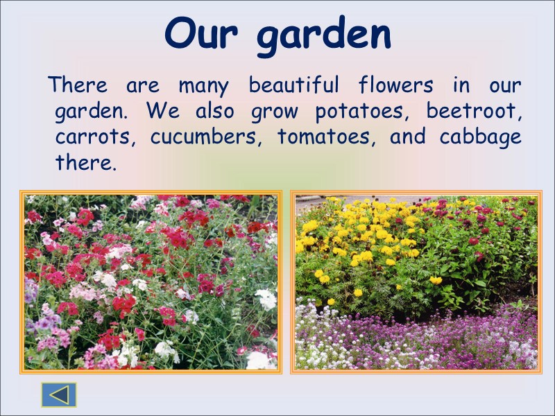 Our garden    There are many beautiful flowers in our garden. We